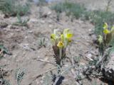 Scutellaria orientalis