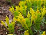 Scutellaria orientalis