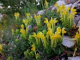 Scutellaria orientalis