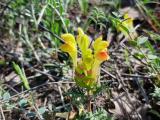 Scutellaria orientalis