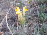 Scutellaria orientalis