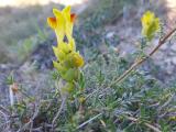 Scutellaria orientalis