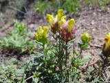 Scutellaria orientalis