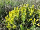 Scutellaria orientalis