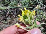 Scutellaria orientalis