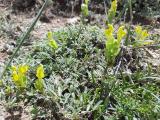 Scutellaria orientalis