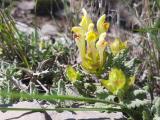 Scutellaria orientalis