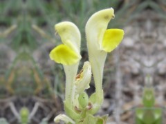 Scutellaria orientalis