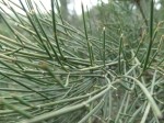 Ephedra major