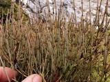 Ephedra major