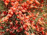 Ephedra major