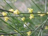 Ephedra major