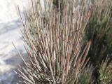 Ephedra major