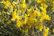 Genista aucheri