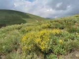 Genista aucheri