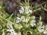 Salvia aethiopis