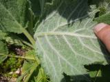 Salvia aethiopis