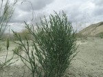Anabasis aphylla