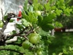 Ribes uva-crispa