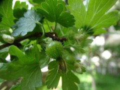 Ribes uva-crispa