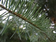 Pseudotsuga menziesii