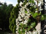 Polygonum baldschuanicum