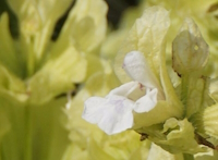 Salvia absconditiflora