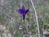 Salvia viridis 