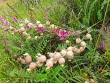 Astragalus anthylloides