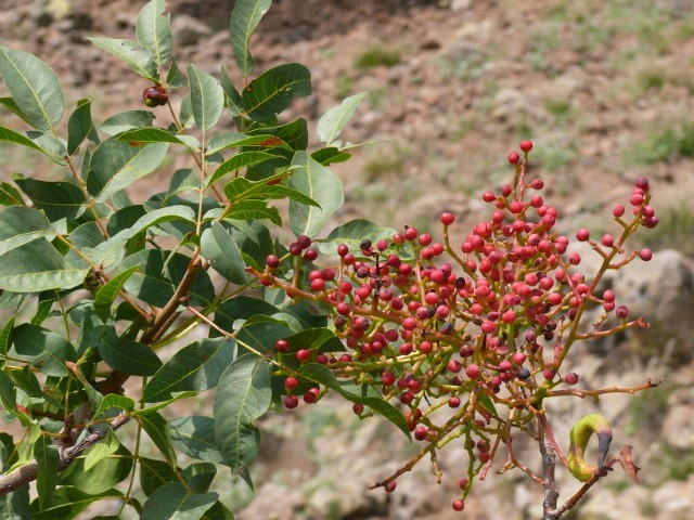 Pistacia terebinthus