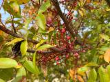 Pistacia terebinthus