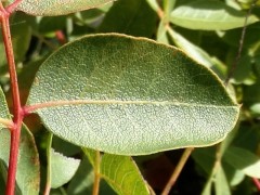 Pistacia terebinthus