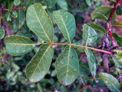 Pistacia terebinthus