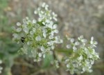 Lepidium draba