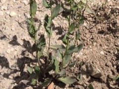 Lepidium draba