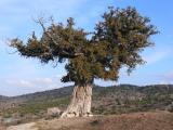 Juniperus foetidissima