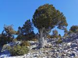 Juniperus foetidissima