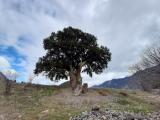 Juniperus foetidissima