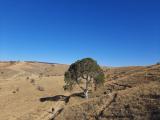 Juniperus foetidissima