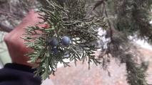 Juniperus foetidissima