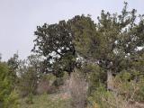 Juniperus foetidissima