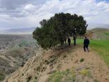 Juniperus foetidissima