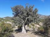 Juniperus foetidissima