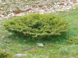 Juniperus communis