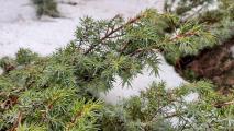 Juniperus communis