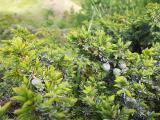 Juniperus communis