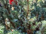 Juniperus communis