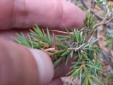 Juniperus communis