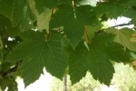 Acer pseudoplatanus