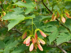 Acer pseudoplatanus